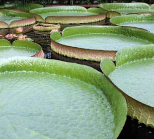 Botanischer Garten der Technischen Universität Bra