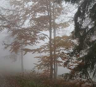 Wandern Dammbach