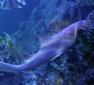 Aquario Pazifikfische