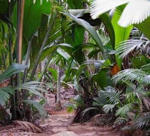 Weg durch den Dschungel