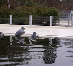 Seehundaufzucht Station in Norddeich (ca.35 km.)