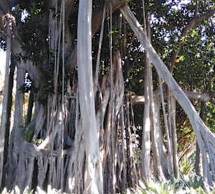 Botanischer Garten Puerto de la Cruz