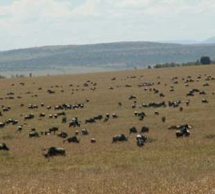 Gnus Masai Mara