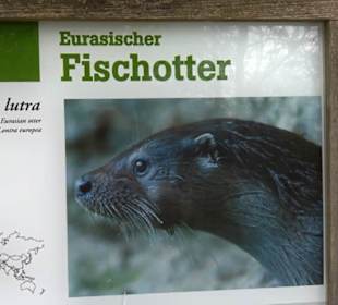 Eurasienbereich - Fischotter