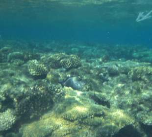 Riff Korallen - Hotel Citadel Azur Resort