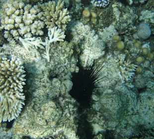 Sehr schöne Korallenriffe