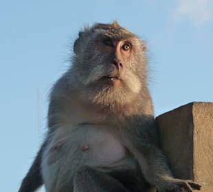 Affen in der Nähe des Uluwatu Tempels