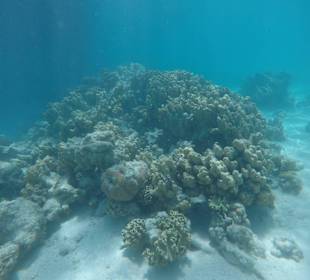 Korallen vor Hurghada