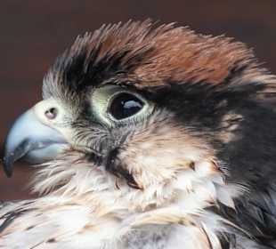 Burren Birds of Prey Center