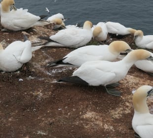 Bei einem Ausflug nach Helgoland