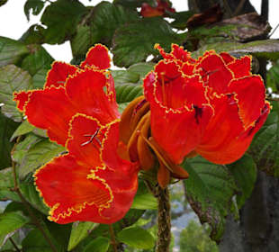 Spaziergang durch den Parque de Santa Catarina