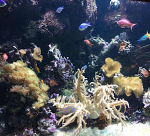 Buntes Aquarium 