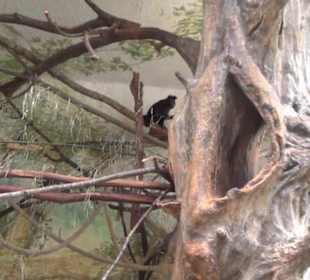 Südamerika Bereich - Südamerikahaus