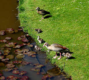 Enten und Gänse am Ufer der Blumeninsel