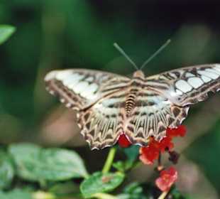 Schmetterling in einer Orchideenfarm in der Nähe von Chiang 