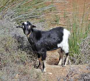 Interessierte Ziege im Vega de Rio Palmas