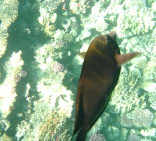 Fische 