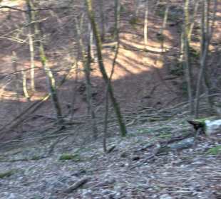 Wandertour Eppenzill