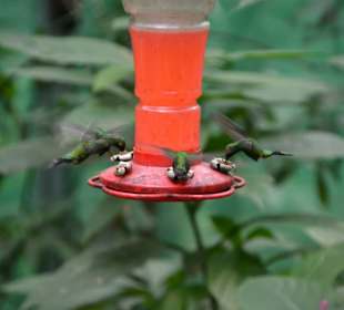 Roatan - Ausflug Butterfly Garden