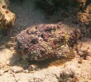 Was für eine Tarnung