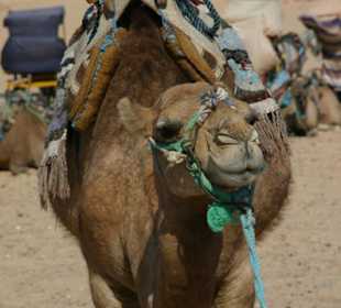 Ausflug in die Sahara