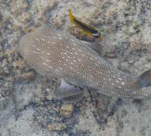 Vom Steg aus zu sehen