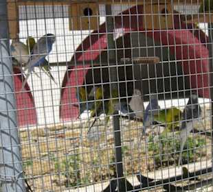 Vogelkäfige im Innenhof des Klosters