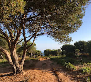 Strand Cala Mesquida