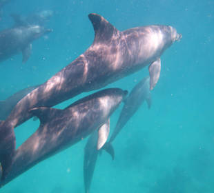 Delfine