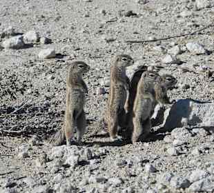 Etosha Nationalpark