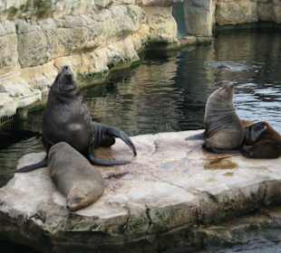 Zoo am Meer