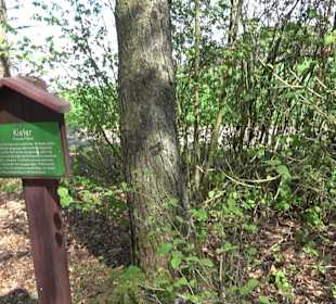 Baumlehrpfad Sontheim