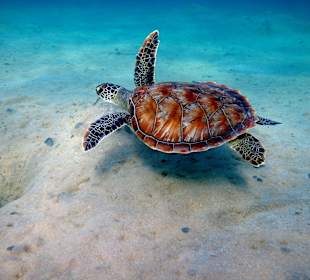 Die Schildkröte als Highlight