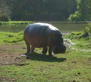 Deutsches Hippo im Hallerpark