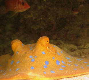 Blaupunktrochen am Hausriff Hotel Carnelia Beach Resort