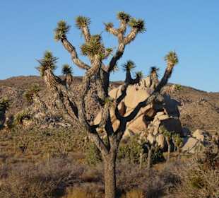 Joshua Tree N.P.