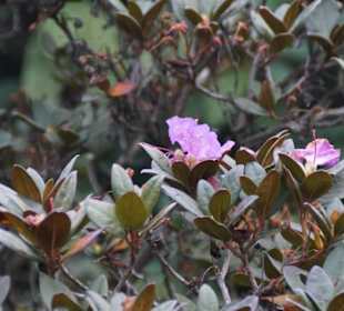 Parkanlage Planten un Blomen