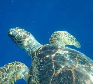 Der Schildkröte kann man sich leicht nähern