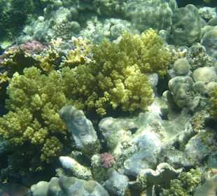 Weichkorallen am Außenriffsaum