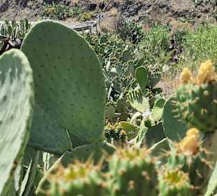 Inselrundfahrt Gran Canaria