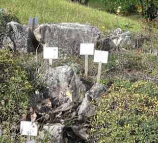 Alpinum