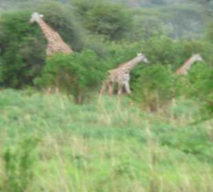 Viele Giraffenherden