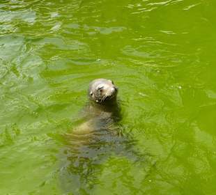 Kalifornischer Seelöwe