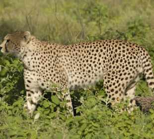 Gepard, auf Safari mit Tanzania Experts