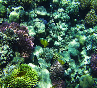 Schöne Korallen und Fische