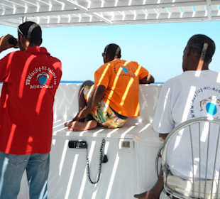 Auf der Suche nach Delfinen