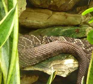 Tropische Klapperschlange