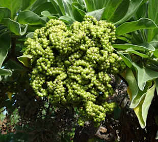Spaziergang durch den Jardin de l'État
