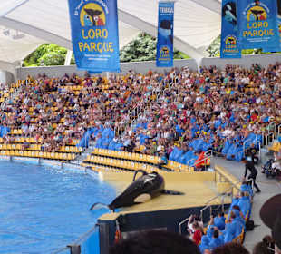 Orca Ocean Show