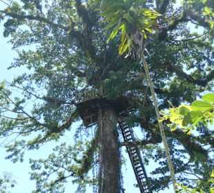 Baumhaus, kann man mieten